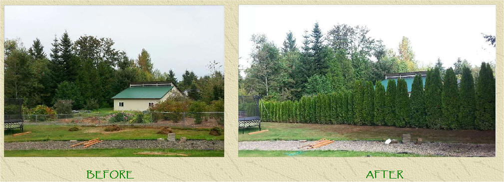 Emerald Green Arborvitae screening project