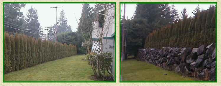 Arborvitae screening a street from apartments in Tacoma