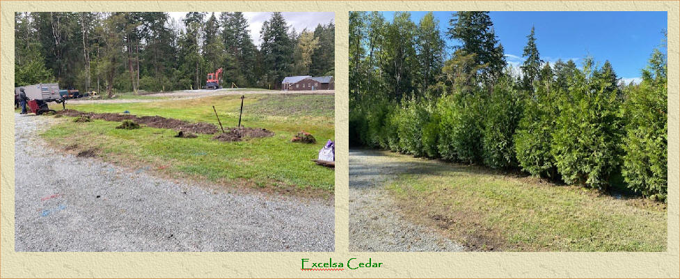 Excelsa Cedar Before and After