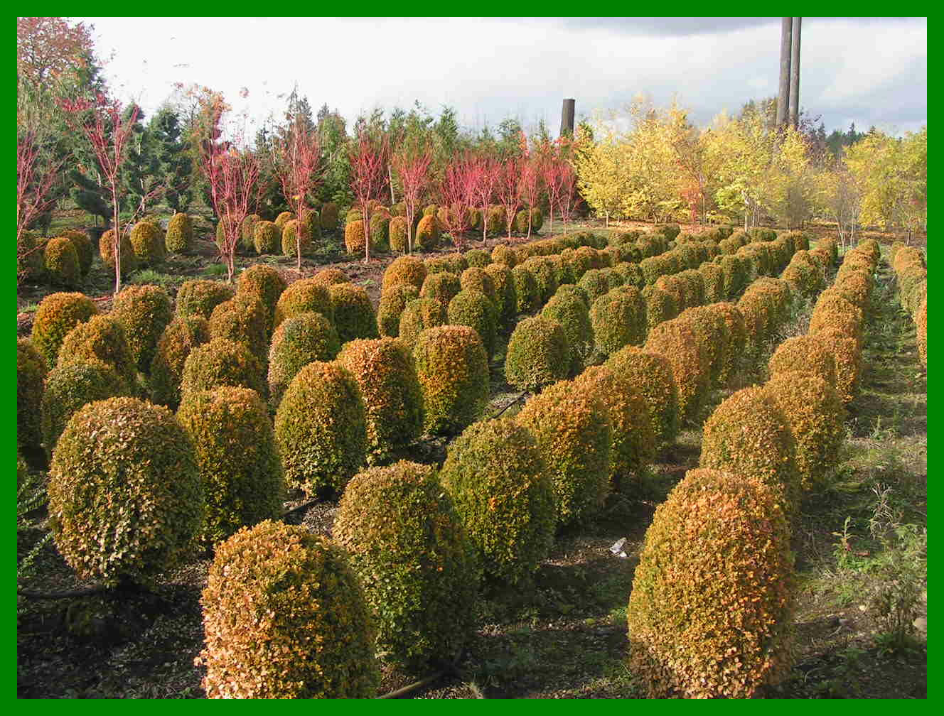 Dwarf Boxwood