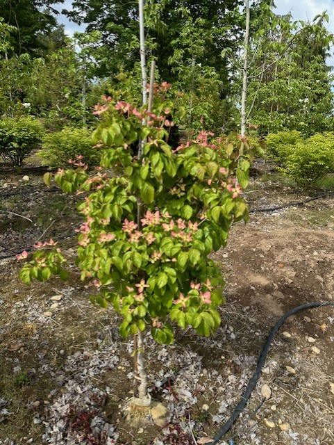 Satomi Dogwood in bloom