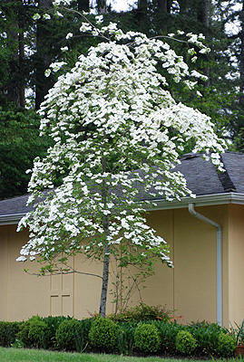 Eddie's White Wonder Dogwood in full bloom