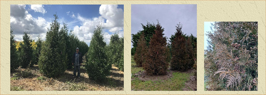 Emerald Tower Arborvitae