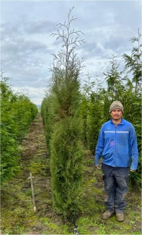 Emerald Tower Arborvitae