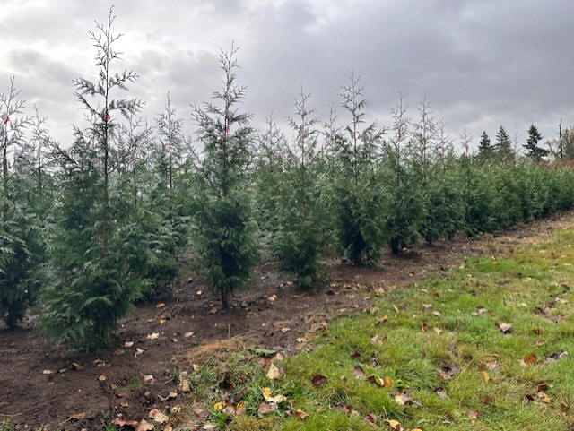 Excelsa Cedar screen