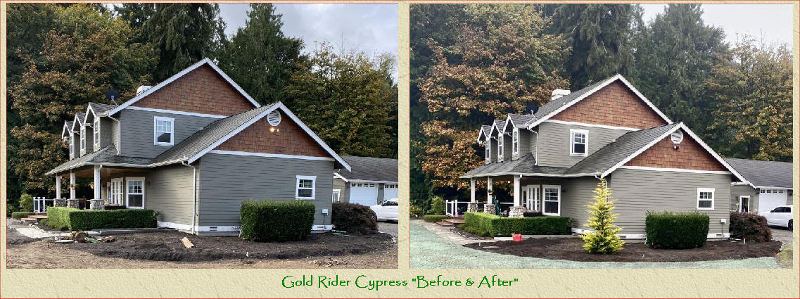 Gold Rider Cypress at our farm