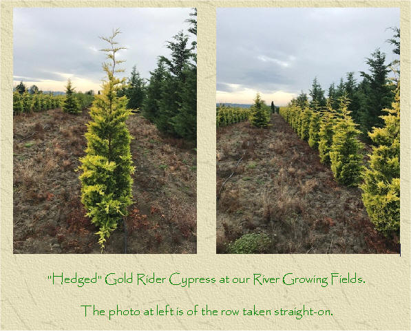 &ldquo;Hedged&rdquo; Gold Rider Cypress at our river growing fields