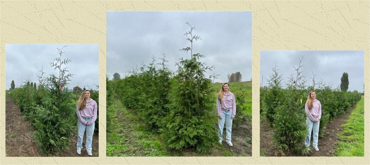 Green Giant Arborvitae at our tree farm
