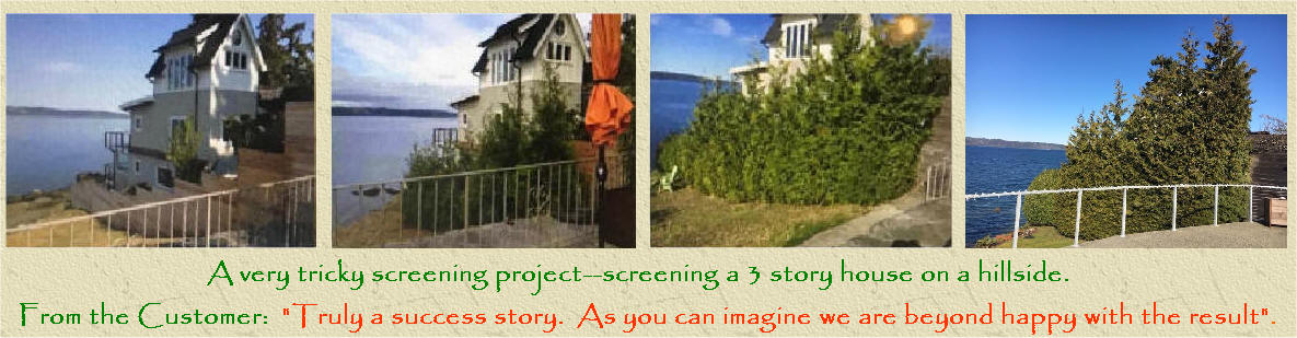 Green Giant Arborvitae Before & After