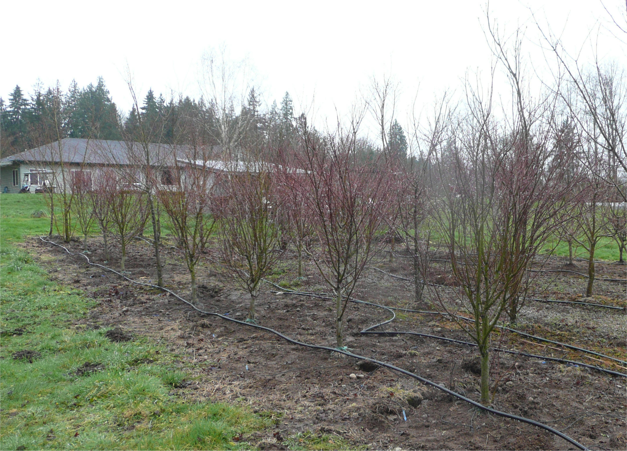 Greenleaf Japanese Maple at our Snohomish tree farm