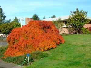 Laceleaf Japanese Maple