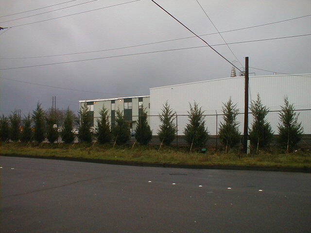 10-12 foot Leyland Cypress along fish processing company