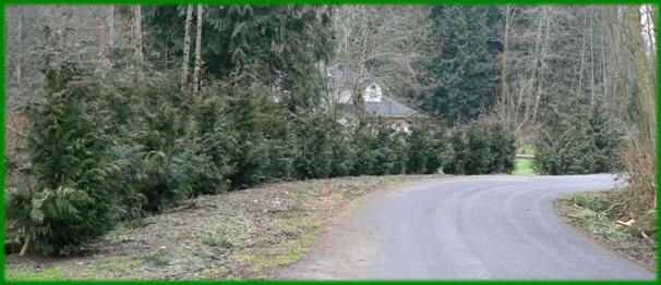 Excelsa Cedar project