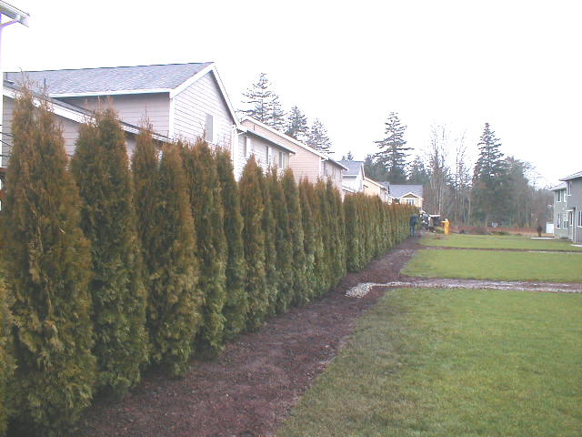 Emerald Green Arborvitae for American Classic Home Renton