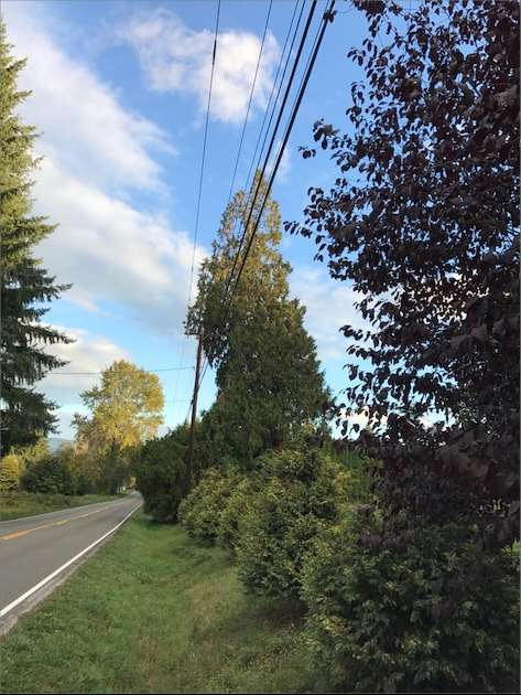 Plan Ahead - trees grow