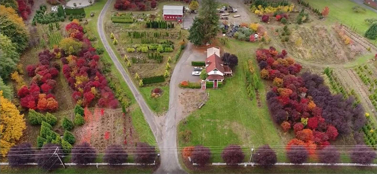 Miscellaneous tree photos