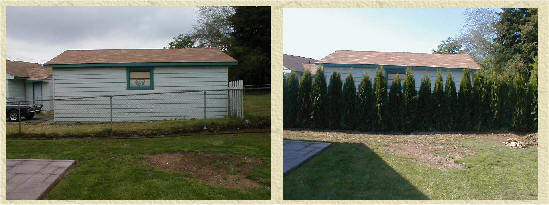 6 foot Emerald Green Arborvitae immediate impact