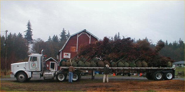Truckload of trees for nurseries and landscapers
