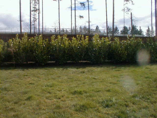 English Laurel blocking school bleachers
