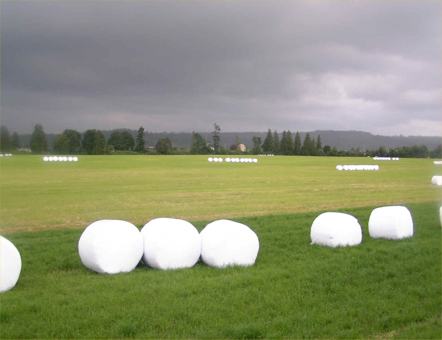 Marshmallows growing in the field near Snohomish