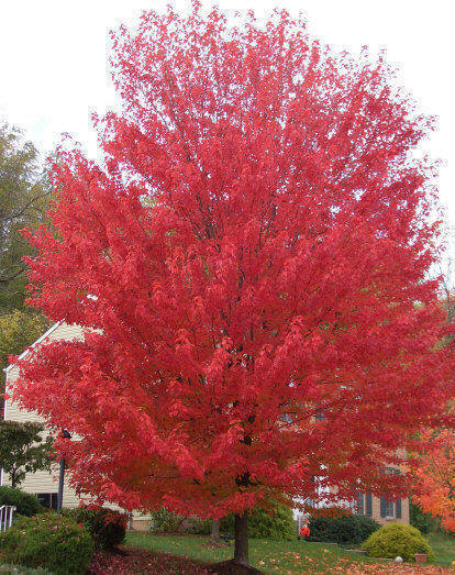 Red Sunset Red Maple