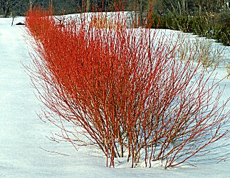 Red-Twig Dogwood