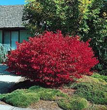 Burning Bush