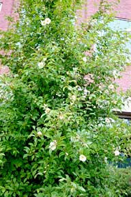 Stewartia