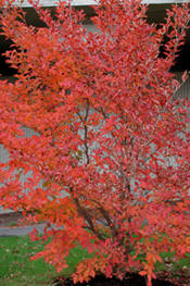Stewartia in bright red fall color