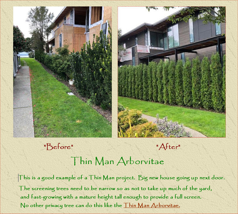 Green Giant Arborvitae screening