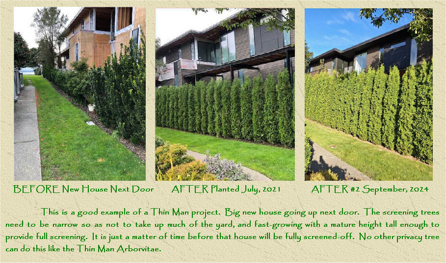 Thin Man Arborvitae growing in our fields