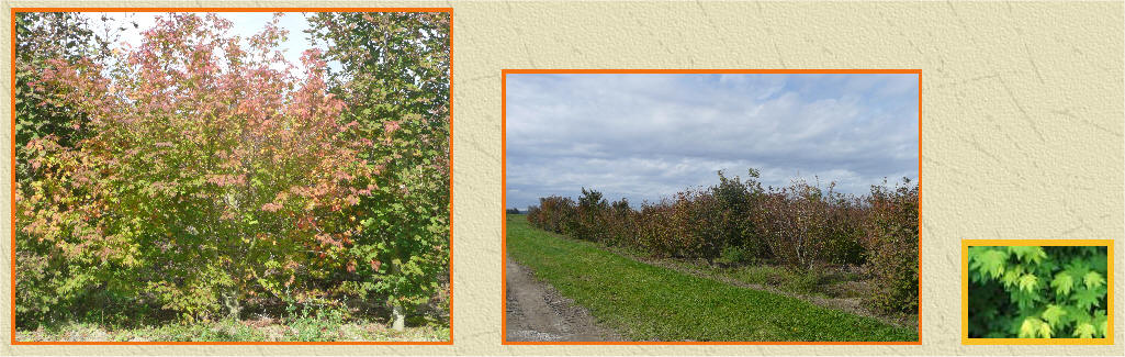 Beautiful Vine Maple colors