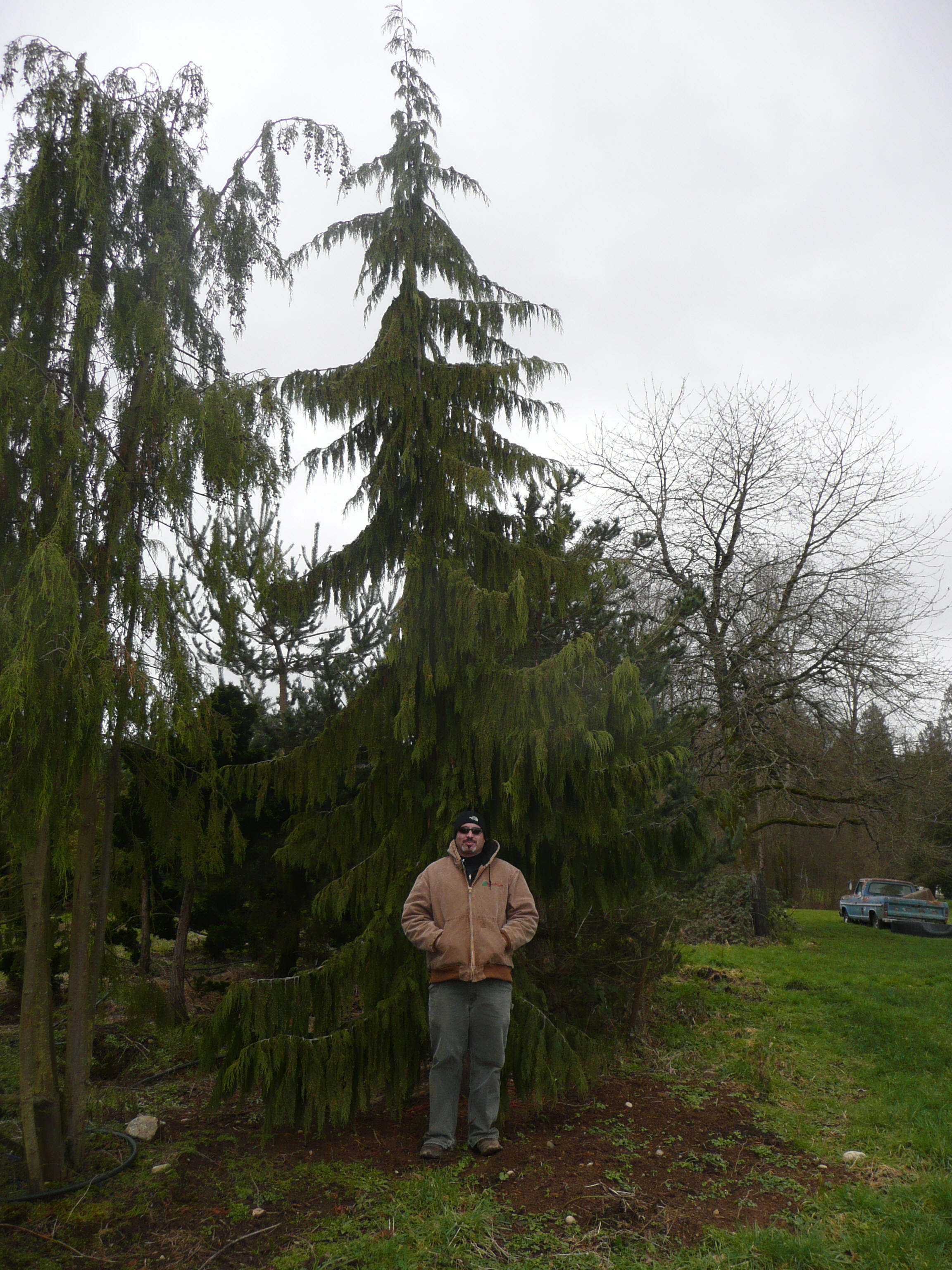 Weeping Alaska Cedar