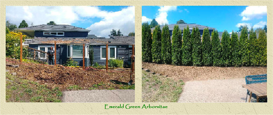 Before and After privacy tree project