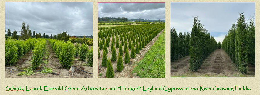 NurseryTrees.com tree farm and nursery