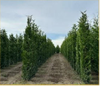 &ldquo;Hedged&rdquo; Leyland Cypress