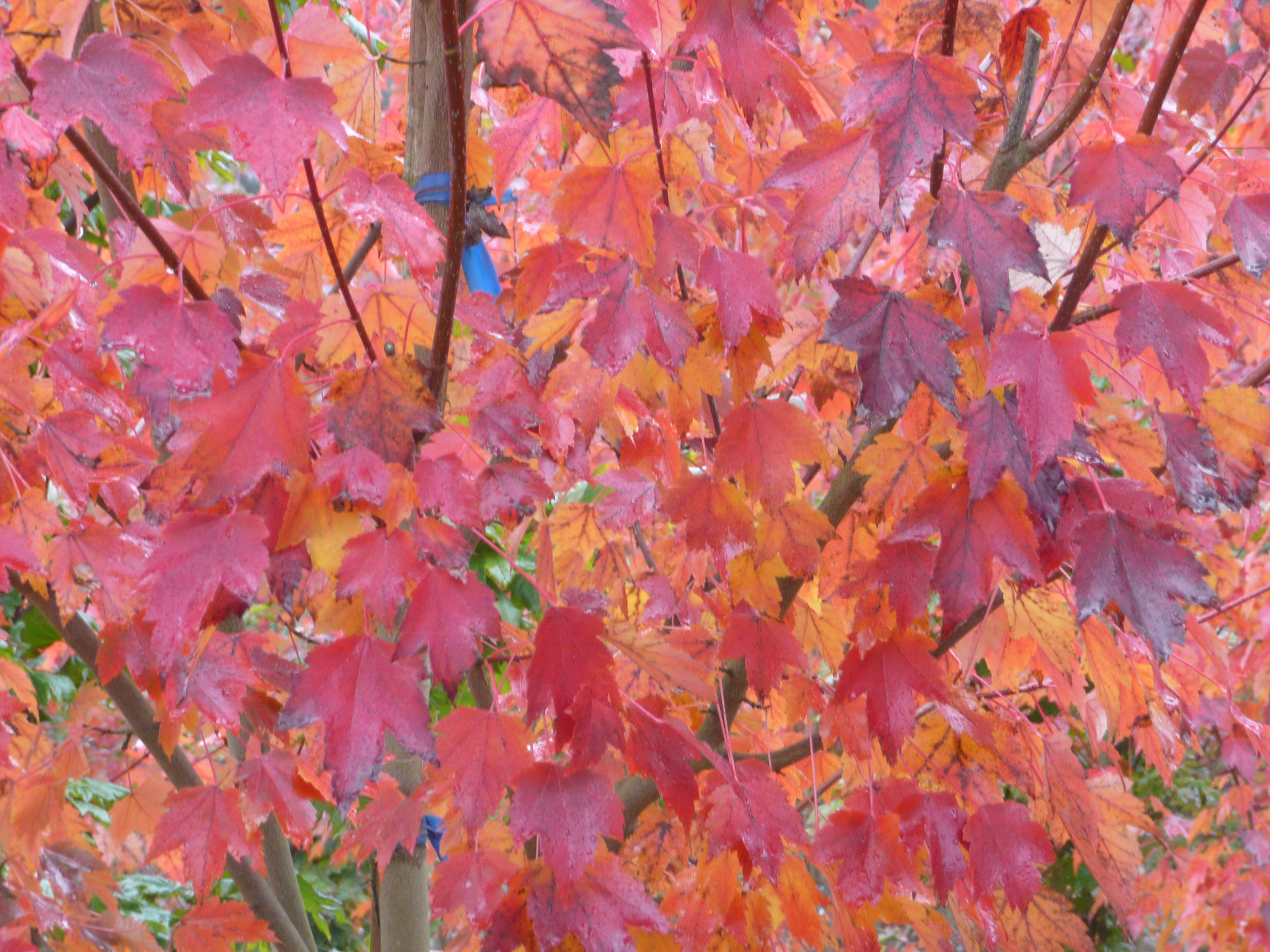 Sun Valley Red Maple