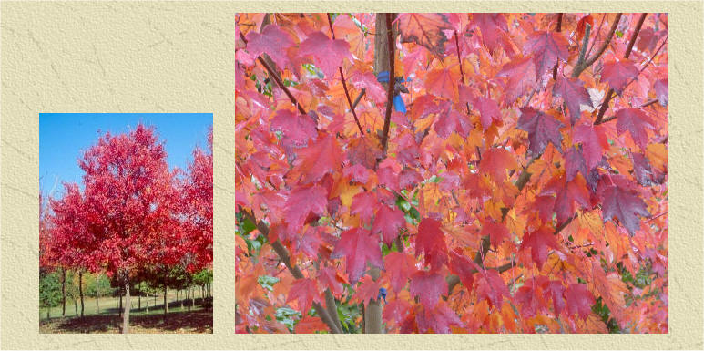 Red Maple in fall color