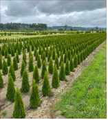Emerald Green Arborvitae