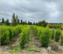 Hedged Schipka Laurel